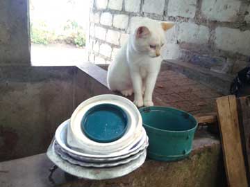 7 plates on top of the laundry area's sink with female cat, Nieves, for background