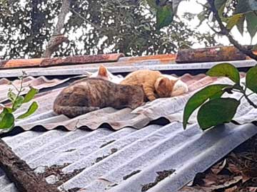 3 de los gatos de don Joselito profundamente dormidos en el techo del rancho