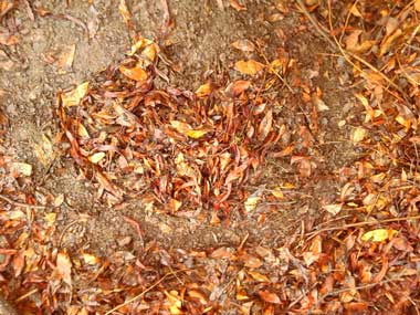 A pile of autumn leaves