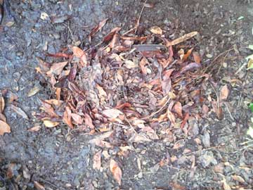 A pile of autumn leaves