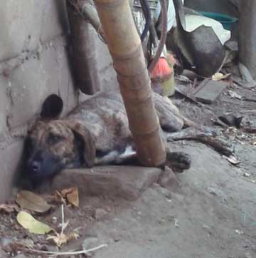 Dog Mariposa lying on the dirt floor underneath a ladder