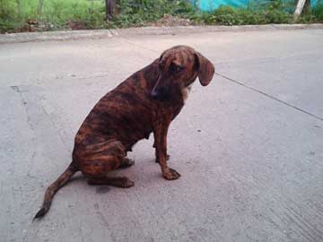 La perrita Mariposa en medio de la calle