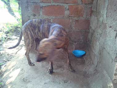 Dog, Mariposa, standing next to her plate