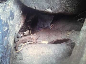 A gray kitty inside a pile of wood