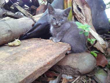 El gatico gris, Bigotes, juando al rededor de unas piedras y pedazos de madera