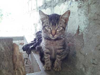 El gatico gris, Mis, sentado al lado de la batea del lavadero