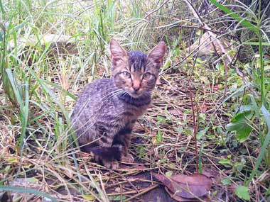 Gray kitty, Mis, by the field