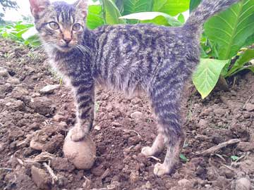 La gatica gris, Mis, posando para la foto.