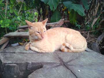 Tabaco sitting comfortably on a wooden plank. He has a black spot above his left eye, which is probably a wound