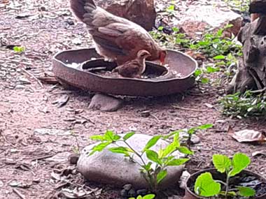 Una gallina y un pollito comiendo