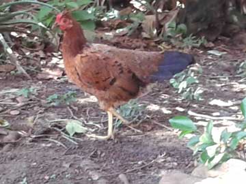 A hen standing on one leg and the other visibly broken