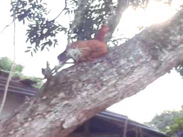 Lucha, la gallinita, subida en el árbol donde dormía