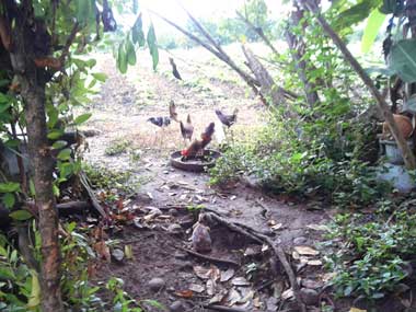 3 chicks, a rooster, and 2 cats in the middle of some trees