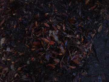 A pile of autumn leaves