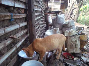 Tabaco eating from a plate on the floor while Tigresa is on what once was the kitchen table