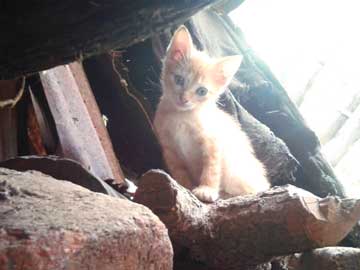 La gatica Browny sobre unos troncos, dándonos una mirada muy chistosa