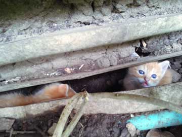 Gordis and Fausto inside a hole at the bottom of the old kitchen's wall