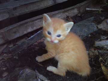 Un gatico naranja o café, Fausto