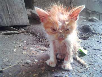 Fausto con muchos parches de chunche y el pelo parado