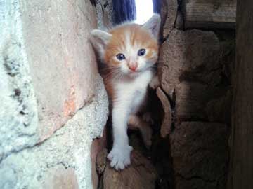 Un gatico naranja y blanco, Gordis