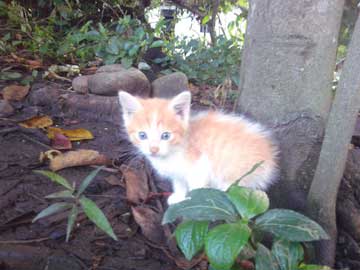 Gordis parado junto a un árbol