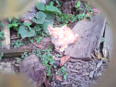 Un gatico naranja sobre una tabla, mirando a la cámara de manera chistosa