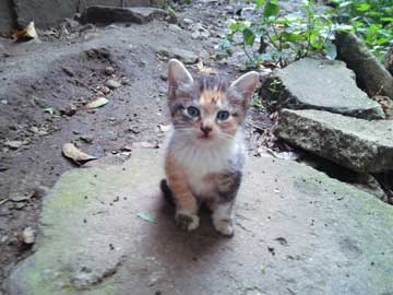 A black, white, and brown kittie; Manchitas