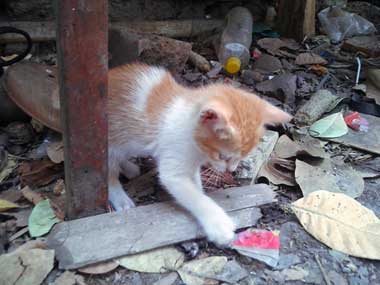 Minina entretenida con la basura en la vieja cocina