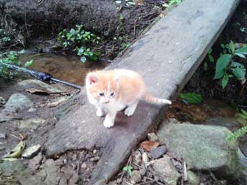 Un gatico amarillo y blanco sobre una tabla de madera. El agua pasa por debajo