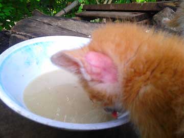 Fausto with the back of his left ear without hair