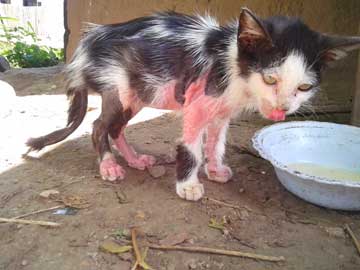 La gatica, Flor, con la piel enrojecida después de haber perdido el pelo del cerca del 50% de su cuerpo.