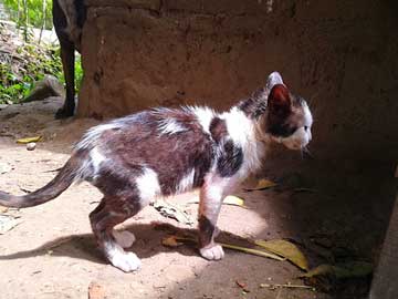 La gatica negra y blanca, Flor, aún recuperando su pelo. Ya no tiene la piel enrojecida.