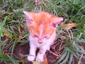 White and orange kitty, Gordis, with marks of scabies on his face and forefront