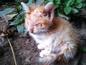 Gordis with many patches of scabies and his hair sticking up