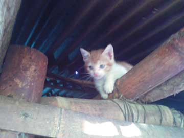 Una gatita muy pequeñita bajo el techo del rancho