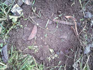 A piece of ground with autumn leaves