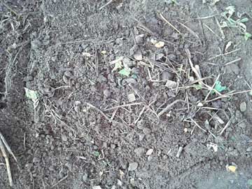 A patch on the ground with some autumn leaves