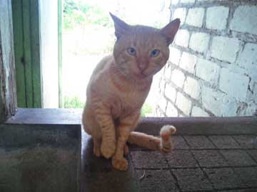 Cat Tabaco on top of the laundry area's sink, his front, right leg lifted