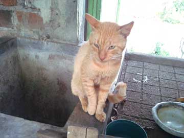 Brown cat, Tabaco, sitting on top of the laundry area's sink, only one front leg fully resting on the sink