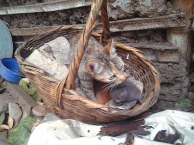 Tigresa with her 3 newborn kitties inside a basket