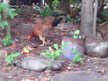 A hen whose left leg has been crippled