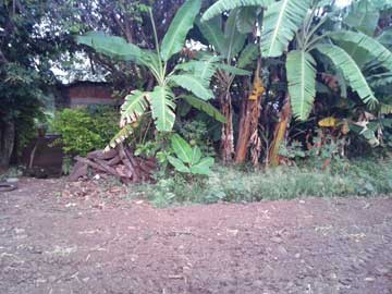 Parte de atrás del rancho de don Joselito. Hay unas matas de platano