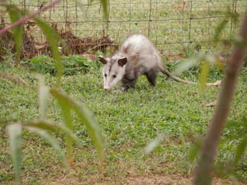 An opossum in a green environment