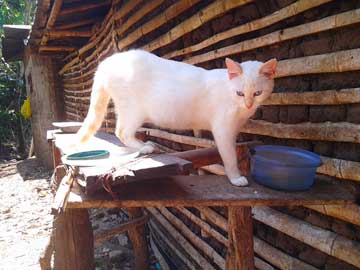 Nieves con panza grande  tomando agua