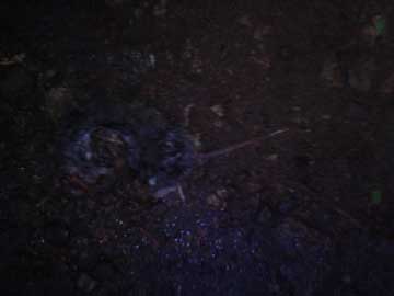 A very dark picture of a dead rat