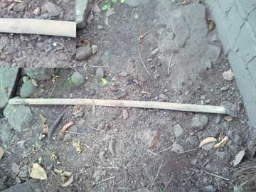 A dead rat with a long stick on top