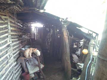 A very humble kitchen with only a roof surrounded by a guadua fence. 2 cats are on top of the kitchen's table