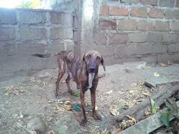 La perrita Mariposa muy flaca mirando a la cámara. Foto tomada hace como 1 año