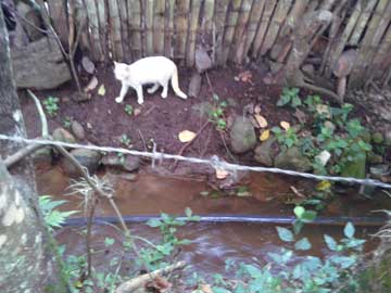 Nieves by the stream of water that runs behind the shanty