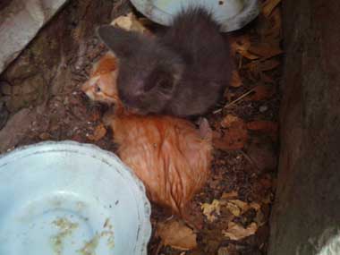 2 kitties, one wet and the other dry, in a small space and with 2 plates around